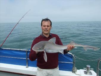 12 lb Smooth-hound (Common) by Ralph Howard