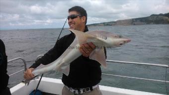 10 lb Starry Smooth-hound by gethin
