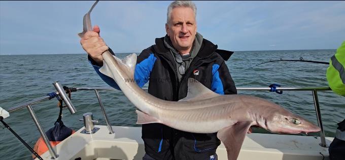 12 lb Starry Smooth-hound by Roy