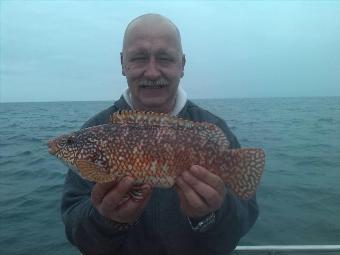 3 lb 2 oz Ballan Wrasse by Richard