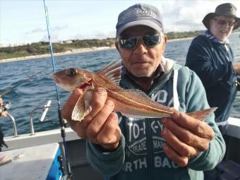 14 oz Grey Gurnard by Unknown