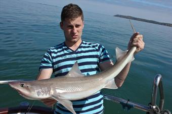 12 lb Starry Smooth-hound by Stephen