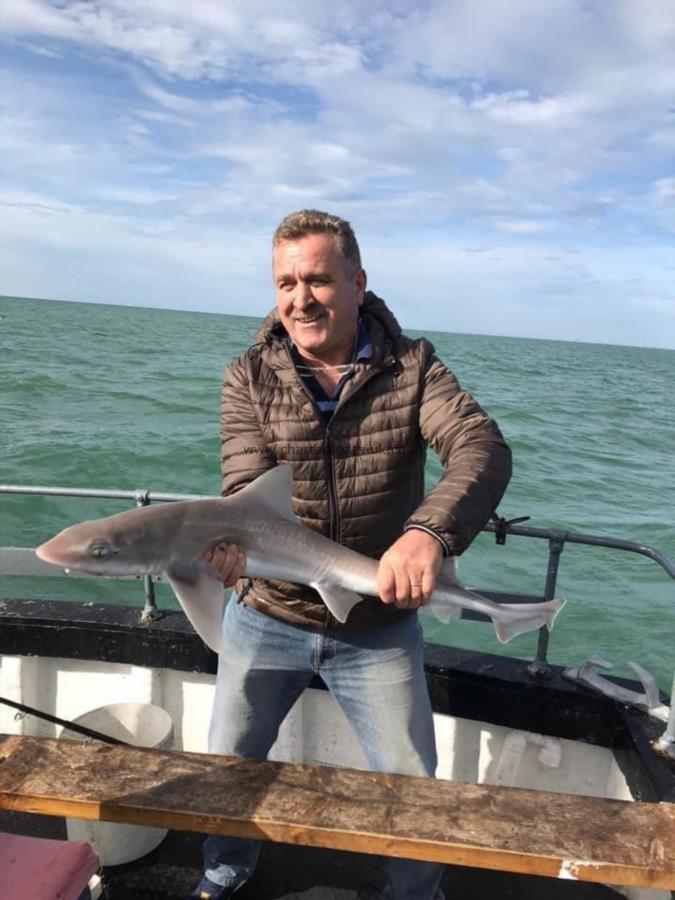 7 lb Smooth-hound by Unknown