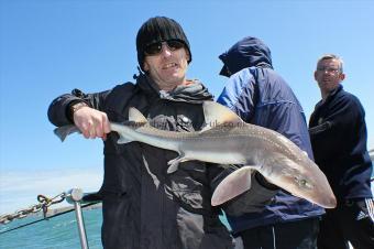 10 lb Starry Smooth-hound by Westy