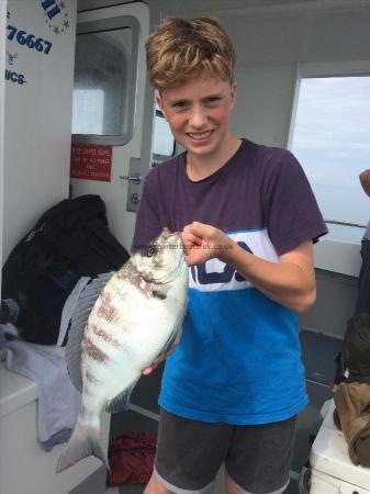 3 lb 8 oz Black Sea Bream by Unknown