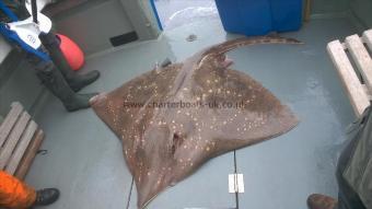 174 lb Common Skate by Alistair Crawford