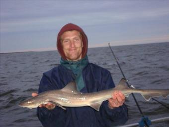 6 lb Starry Smooth-hound by Matty