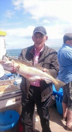 7 lb 10 oz Pollock by Unknown