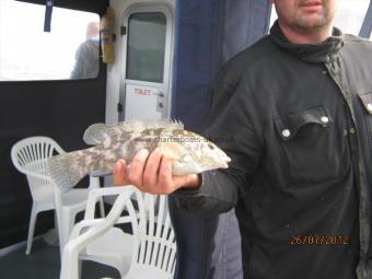 1 lb 9 oz Ballan Wrasse by Unknown