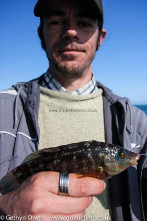 8 oz Corkwing Wrasse by Carl