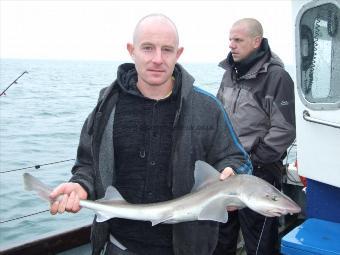 6 lb Starry Smooth-hound by Unknown