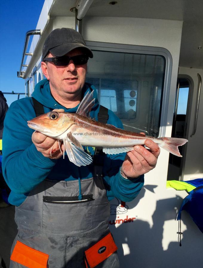 1 lb 8 oz Grey Gurnard by Richard