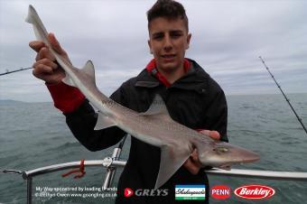 4 lb Starry Smooth-hound by Ethan