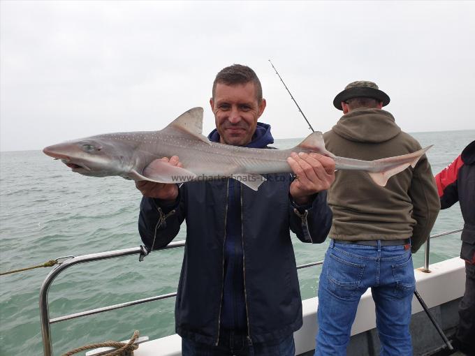 8 lb Starry Smooth-hound by Bob Marshall