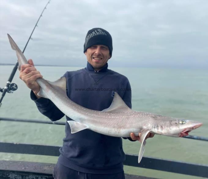 11 lb Smooth-hound (Common) by Unknown