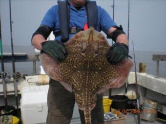 11 lb Thornback Ray by Richard Annis