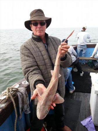 5 lb Starry Smooth-hound by Unknown