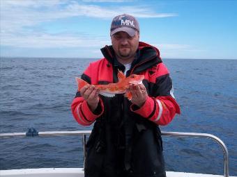 1 lb 10 oz Red Gurnard by Unknown