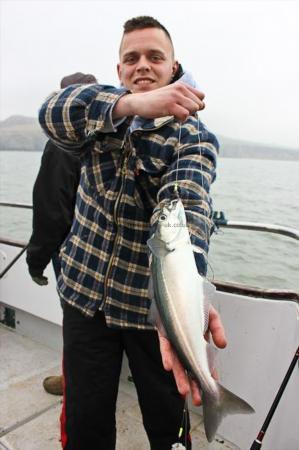 2 lb Coalfish (Coley/Saithe) by Gavin W