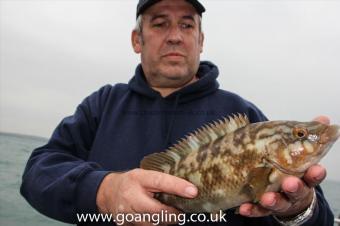 2 lb Ballan Wrasse by Rob