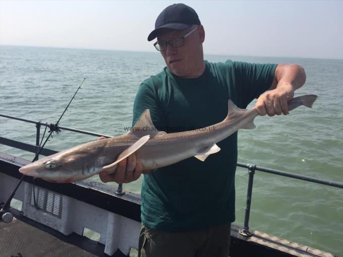 6 lb Smooth-hound (Common) by Unknown