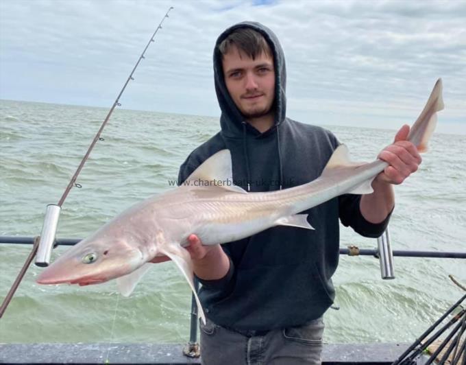 8 lb Smooth-hound by Unknown