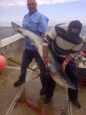 84 lb Blue Shark by Unknown