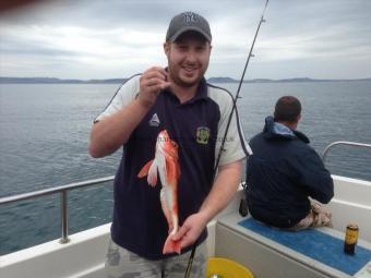 1 lb 5 oz Red Gurnard by Unknown