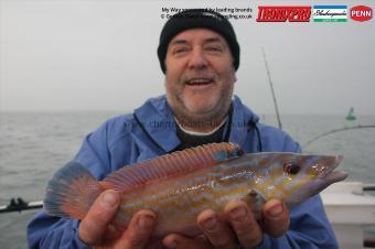 1 lb Cuckoo Wrasse by Neil