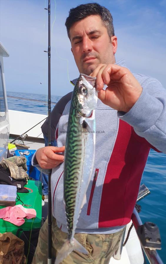 1 lb 4 oz Mackerel by Unknown