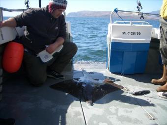 36 lb Common Skate by Brent Colquhoun