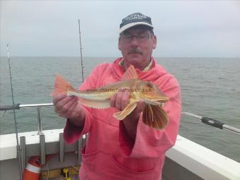 1 lb 10 oz Red Gurnard by derek