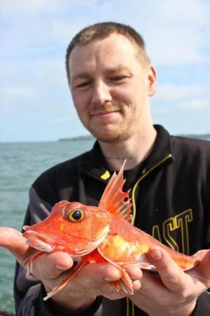 1 lb Red Gurnard by Mark