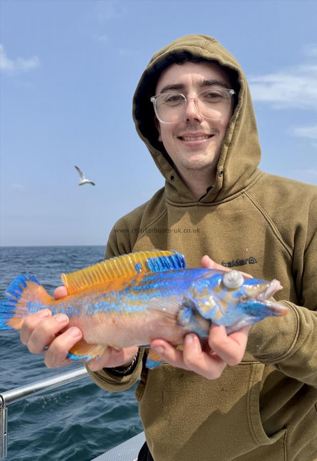 12 oz Cuckoo Wrasse by Leon Everitt
