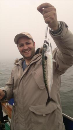1 lb Mackerel by mark hay