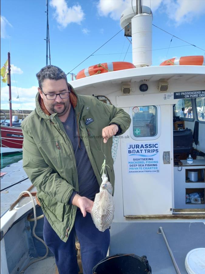 1 lb Cuttlefish by Ben