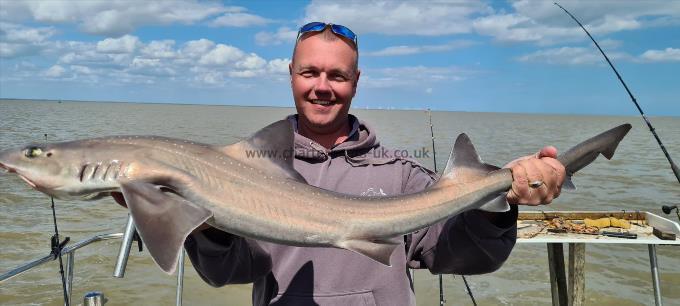 12 lb Starry Smooth-hound by Steve