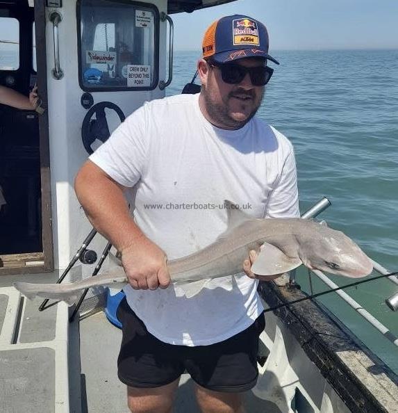 8 lb Starry Smooth-hound by Unknown