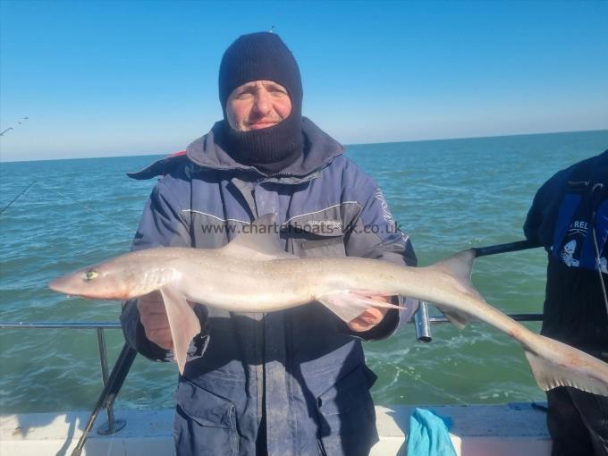 5 lb Smooth-hound (Common) by Mr g