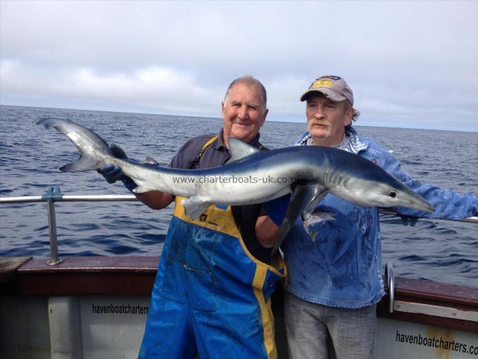 45 lb Blue Shark by Taz