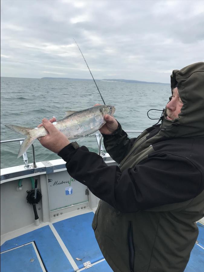 2 lb 8 oz Allis Shad by Keith Trim