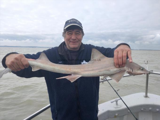 5 lb Starry Smooth-hound by Nick