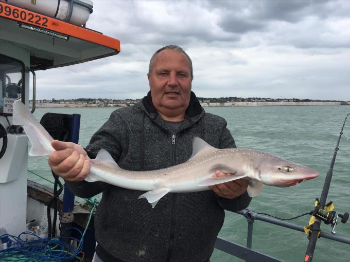 6 lb Smooth-hound by Unknown