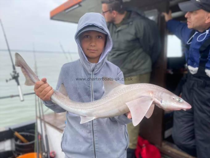 7 lb Smooth-hound by Unknown