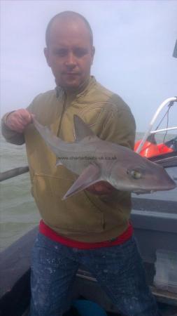 7 lb 3 oz Starry Smooth-hound by rudy from ramsgate