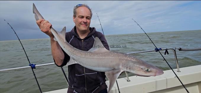 10 lb Starry Smooth-hound by Edwin