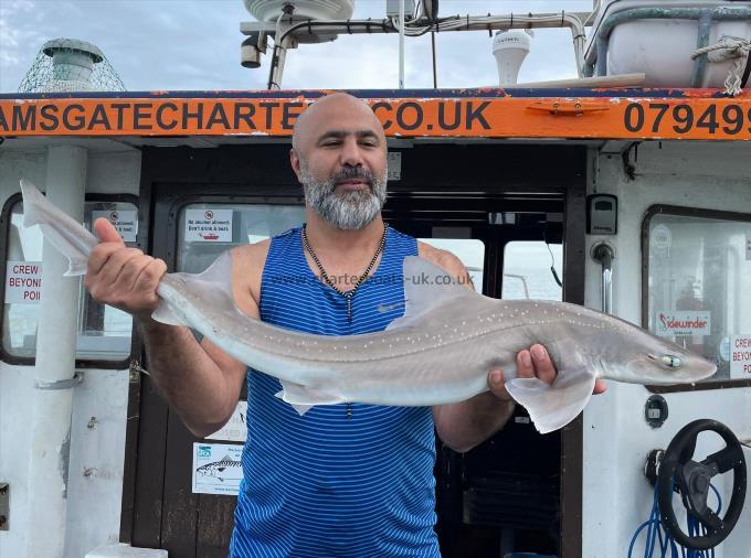 8 lb Starry Smooth-hound by Unknown