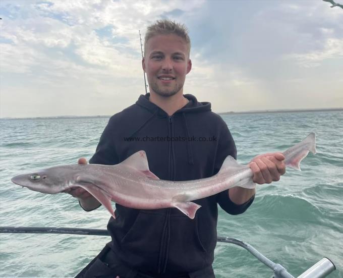 6 lb Smooth-hound by Unknown