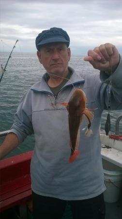 1 lb 4 oz Red Gurnard by rory