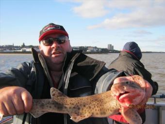 1 lb 4 oz Lesser Spotted Dogfish by Unknown